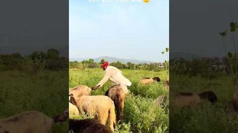 शाम वाली ताज़ा चाय 😍 #desi #villagelife #rajasthani #culture #shorts #viralvideo