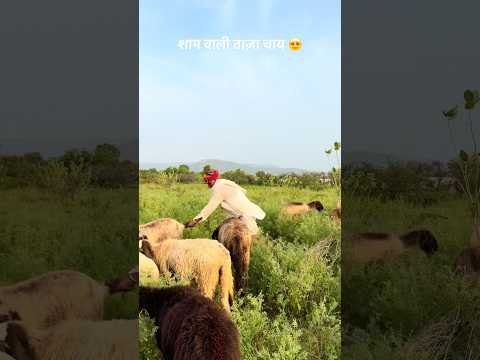 शाम वाली ताज़ा चाय 😍 #desi #villagelife #rajasthani #culture #shorts #viralvideo