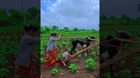 Amazing  Dise Jugaad by Farming #Desi #Jugaad #Jugad #Farming#Kheti #Khetibadi #Agriculture #ox