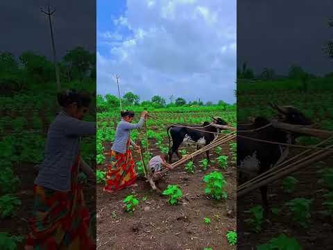 Amazing  Dise Jugaad by Farming #Desi #Jugaad #Jugad #Farming#Kheti #Khetibadi #Agriculture #ox