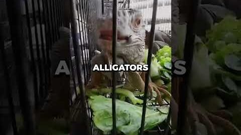 Buying $100 of ILLEGAL Animals From Bangkok Market 🦁 | #shorts #viral