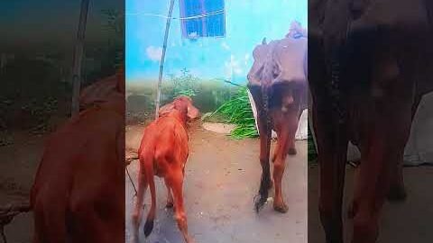 Desi Cow In Village Shorts #cow #desi #Desi Village #anime