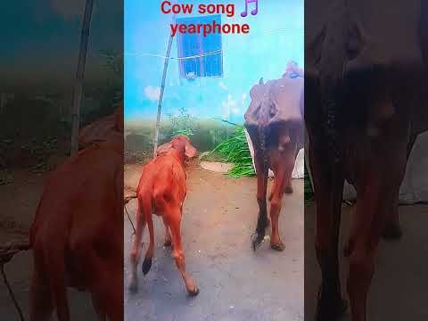 Desi Cow In Village Shorts #cow #desi #Desi Village #anime