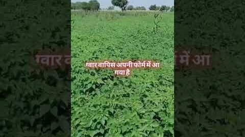 बारिश के बाद ग्वार वापिस फोर्म में आ गया #kissan #desi #villagelife #bhiwani #rajasthan
