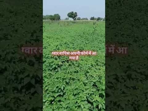 बारिश के बाद ग्वार वापिस फोर्म में आ गया #kissan #desi #villagelife #bhiwani #rajasthan