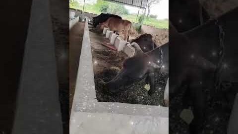 #gori#desi #video #song 😍🥰👍