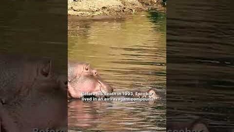 Has Colombia Finally Found a Solution For Pablo Escobar’s ‘Cocaine Hippos?’ #shorts
