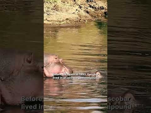 Has Colombia Finally Found a Solution For Pablo Escobar’s ‘Cocaine Hippos?’ #shorts