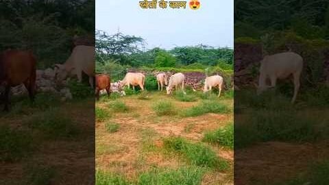 खेतों के काम😍#shorts #villagelife #desi #rajasthan
