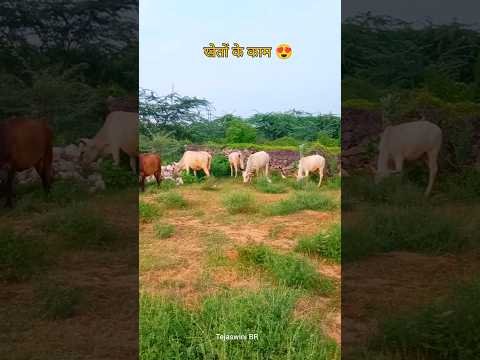 खेतों के काम😍#shorts #villagelife #desi #rajasthan
