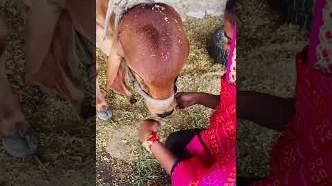 कान्हा के साथ रक्षाबंधन मनाया 🥰😍 #rakhi #youtubeshorts #shorts #desi #trendingshorts #yt
