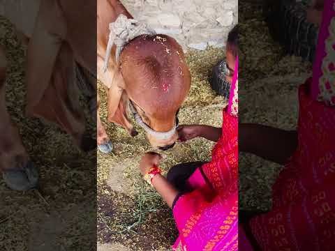 कान्हा के साथ रक्षाबंधन मनाया 🥰😍 #rakhi #youtubeshorts #shorts #desi #trendingshorts #yt