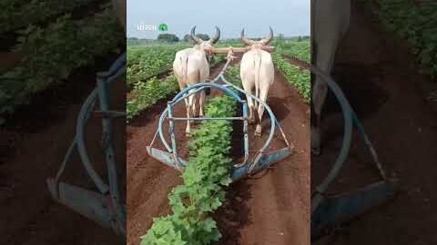 Amazing Dise Jugaad by Farming #Desi #Jugaad #Jugad #Farming#Kheti #Khetibadi #Agriculture #ox