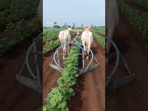 Amazing  Dise Jugaad by Farming #Desi #Jugaad #Jugad #Farming#Kheti #Khetibadi #Agriculture #ox