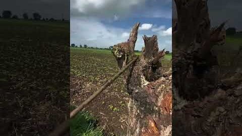 Amazing  Dise Jugaad by Farming #Desi #Jugaad #Jugad #Farming#Kheti #Khetibadi #Agriculture #Tractor