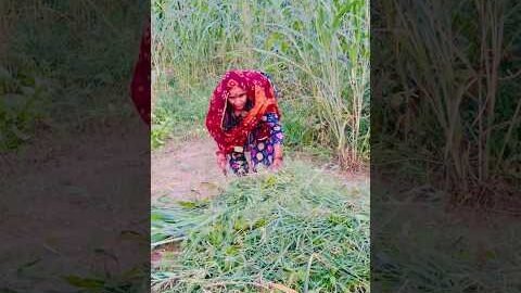 बाजरो 🌽 #kheti #kisan #desi #village #viral #shorts #desi #trending #shorts #love #rajasthani #fun