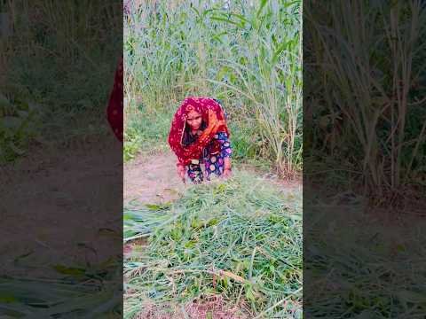 बाजरो 🌽 #kheti #kisan #desi #village #viral #shorts #desi #trending #shorts #love #rajasthani #fun