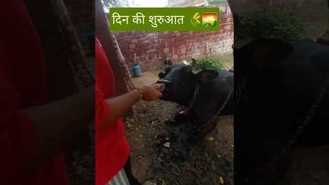 दिन की शुरुआत 💓🌄#desi #gaonkilife #desuclip #shortvideo #dailyvlog dai