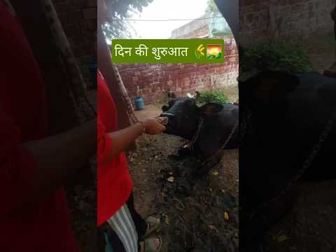 दिन की शुरुआत 💓🌄#desi #gaonkilife #desuclip #shortvideo #dailyvlog dai