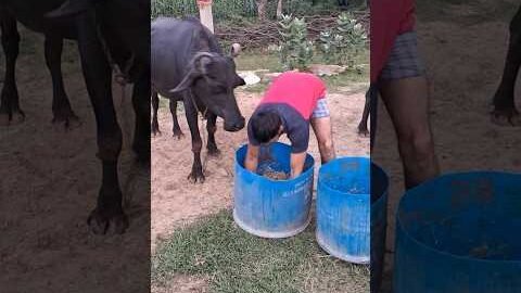 desi balek gama ke #video #virel #shortvideo #desi #ytshorts #reels #youtubeshorts