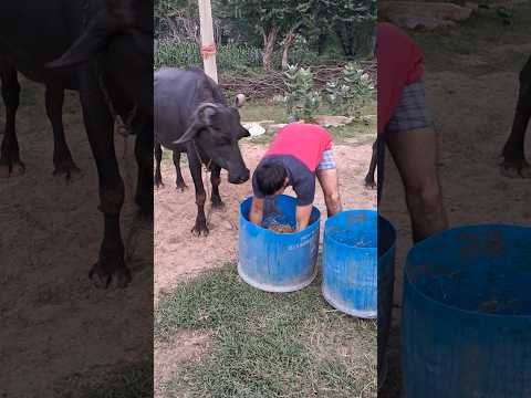 desi balek gama ke #video #virel #shortvideo #desi #ytshorts #reels #youtubeshorts