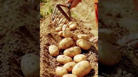 farming shorts ##aalu nikaalne ka desi jugaad## viral shots YouTube shorts