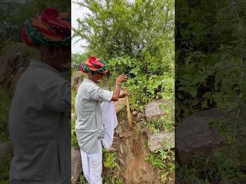 पानी पीने का देसी जुगाड़ 😍 #village #life #desi #rajasthani #culture #viralvideo #subscribe