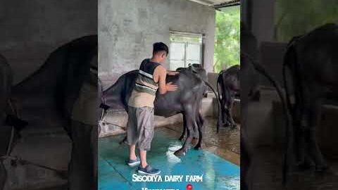Dairy farming ✌🏻#vlog #bts #desi #kisan