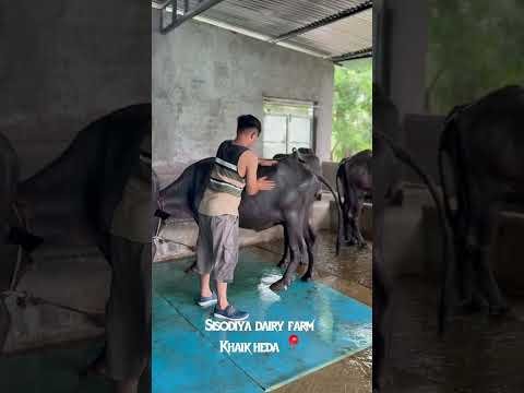 Dairy farming ✌🏻#vlog #bts #desi #kisan