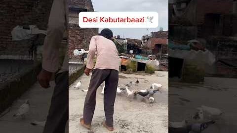Desi Kabutarbaazi #kabutar #viral #relatable #funny #kabutarlover #shortvideo