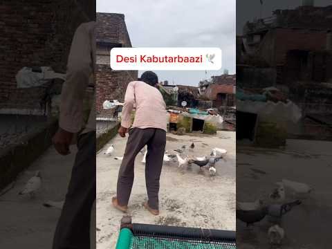 Desi Kabutarbaazi #kabutar #viral #relatable #funny #kabutarlover #shortvideo