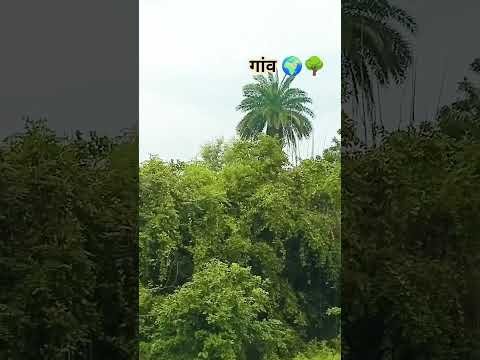 kitni door hai o chandan tora gaon ho #gaon #desi #viral #trending #youtube
