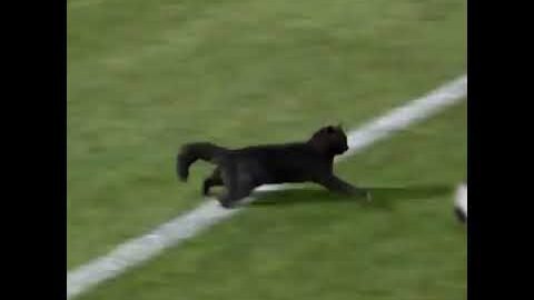 Black cat runs on field AND SCORES A GOAL
