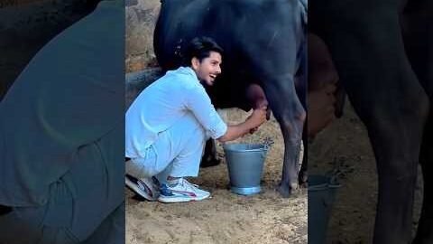 Desi life 🙏😎 #love #shortvideo #desi #villagelife #minivlog #kisan #farming