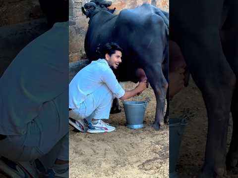 Desi life 🙏😎 #love #shortvideo #desi #villagelife #minivlog #kisan #farming