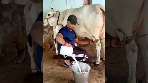 Desi Cow milking…🐄🐄🥛🥛#shorts #cow #desi #dairyfarm #villagelife # #farming