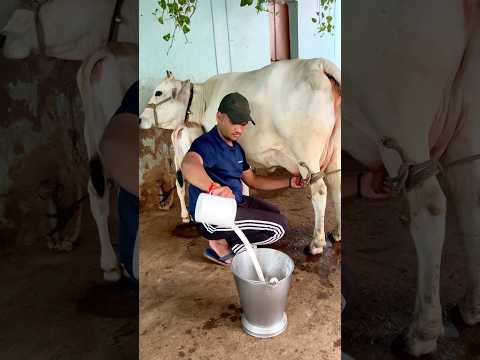 Desi Cow milking…🐄🐄🥛🥛#shorts #cow #desi #dairyfarm #villagelife # #farming