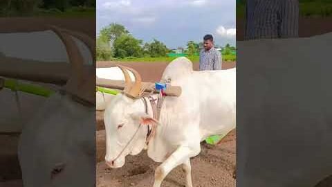 Amazing Dise Jugaad by Farming #Desi #Jugaad #Jugad #Farming#Kheti #Khetibadi #Agriculture #ox