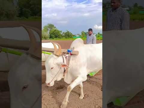 Amazing  Dise Jugaad by Farming #Desi #Jugaad #Jugad #Farming#Kheti #Khetibadi #Agriculture #ox