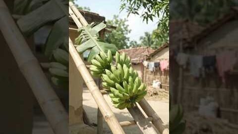 Kele Utarne Ka Zabardast Desi Jugaad! 🍌😱