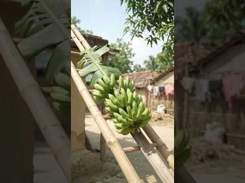 Kele Utarne Ka Zabardast Desi Jugaad! 🍌😱