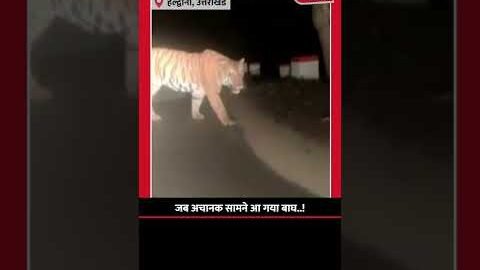 जब अचानक सामने आ गया बाघ..! | #uttarakhand #haldwani #aajtak #viral #viralvideo #tigers #shorts