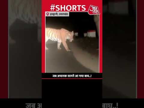 जब अचानक सामने आ गया बाघ..! | #uttarakhand #haldwani #aajtak #viral #viralvideo #tigers #shorts