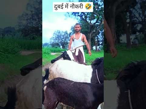 Desi star comedy funny video 🤣 #comedy #shorts #feed #funyy #comedy #desi आवाज में दुबई में नौकरी 🤣
