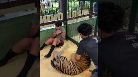 This tiger tried to attack me!! #viral #funnyviral #funny #tiger #attack #babytiger
