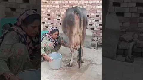 mini vlog #haryana #minivlog #desi #ganvkilifestyle #vlog #villagerlifestyle #viral #trending #video