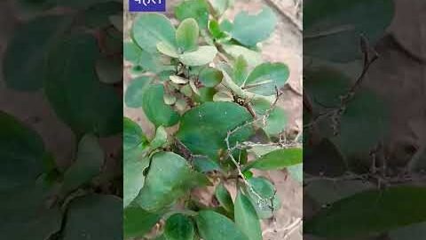 ॐ सुबह उठते ही सबसे पहले करें यह काम #trending #india #desi #viralvideo #📿🙏🔱