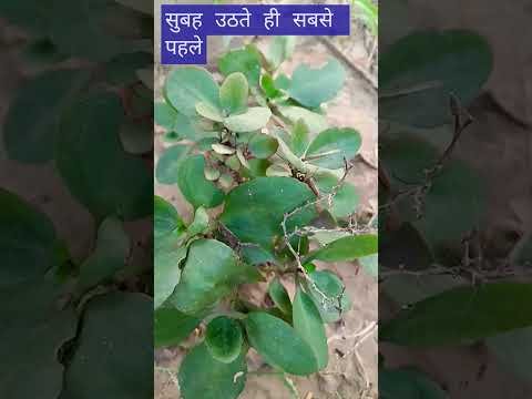 ॐ सुबह उठते ही सबसे पहले करें यह काम  #trending #india #desi #viralvideo #📿🙏🔱