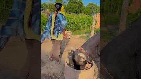 Buffalo 🐃🐃  #youtbeshorts #shorts #desi #trending #haryanvi #yt #buffalo