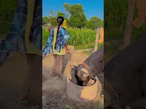 Buffalo 🐃🐃  #youtbeshorts #shorts #desi #trending #haryanvi #yt #buffalo